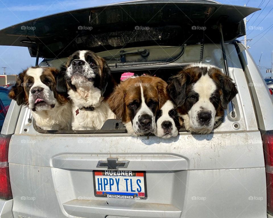 Five St. Bernard’s in an suv at the grocery store