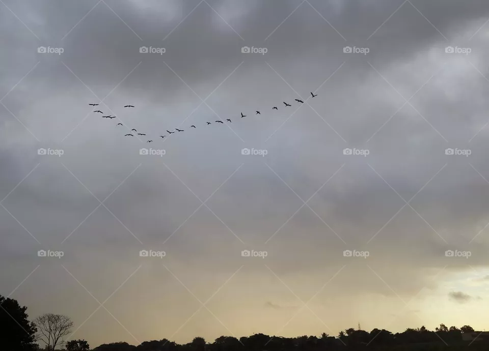 birds