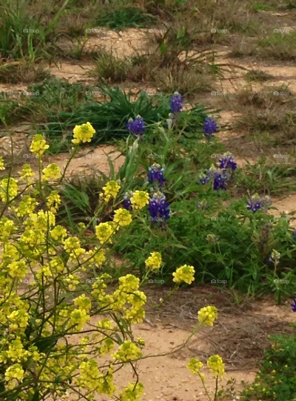 Texas Wildflowers