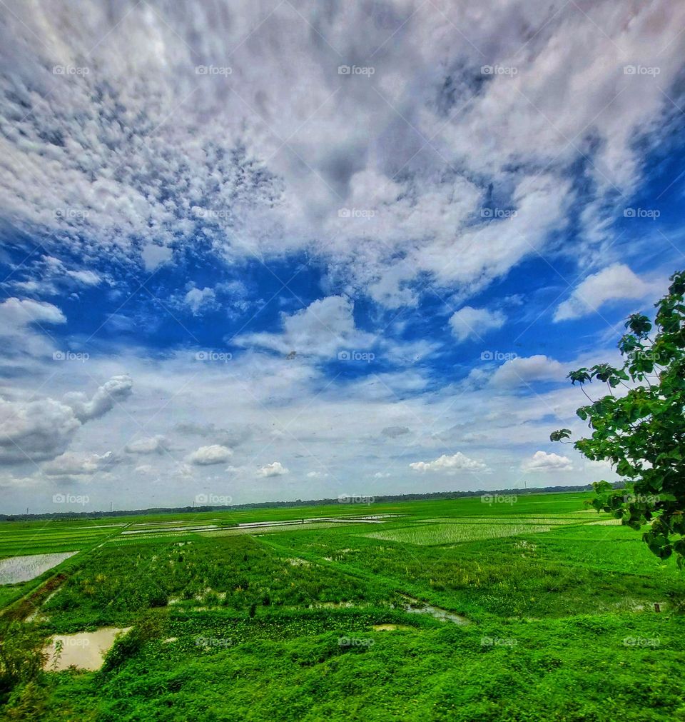 Beautiful scenery of rice field with blue sky. bright and colorful view