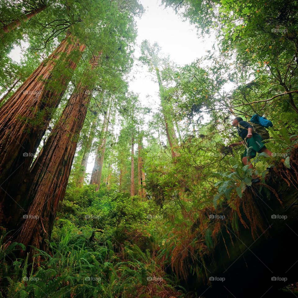 Redwood Forest in California