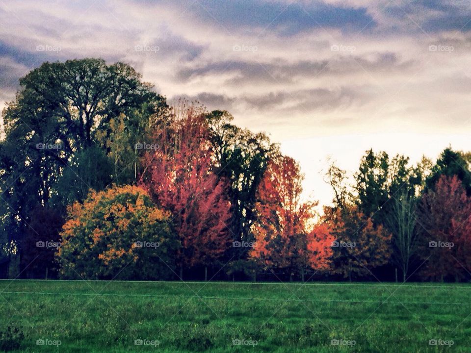 fall tree lined sunset