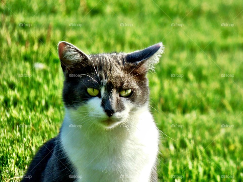 Cat outside in Indiana 