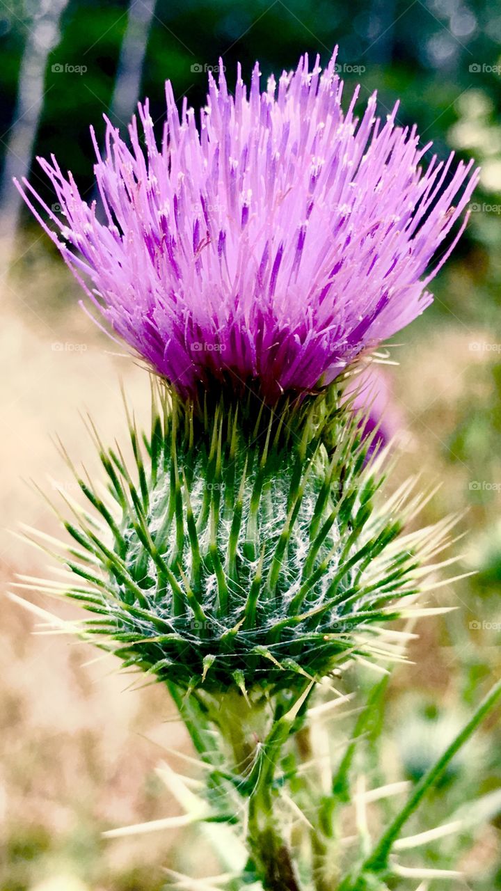 Bull thistle, which was used by early humans to make a warm medicinal tea