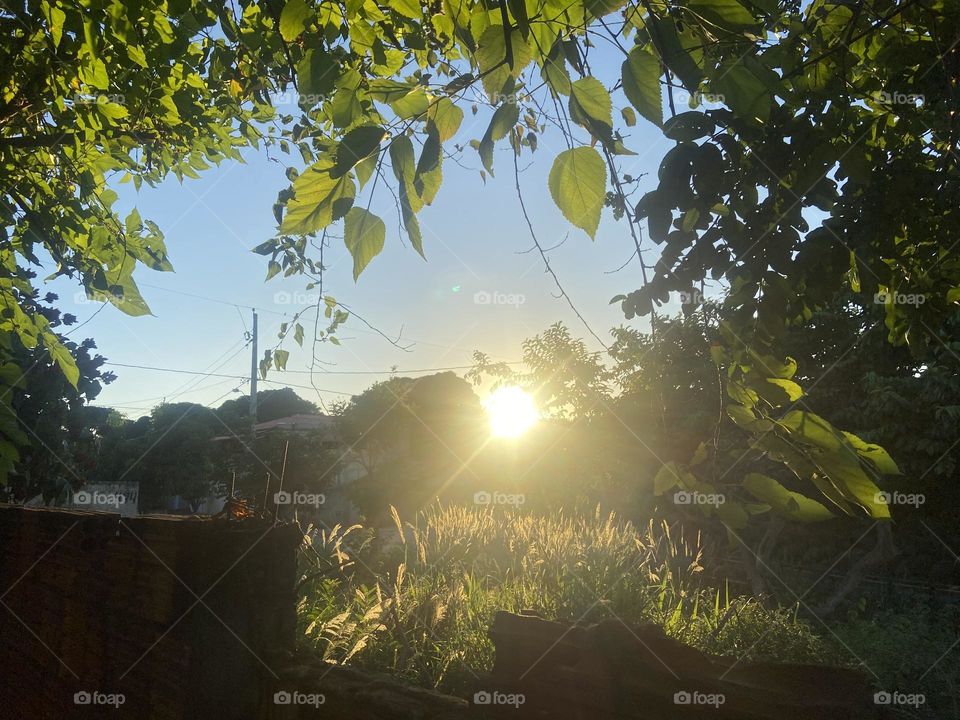 sun rays enter the foliage