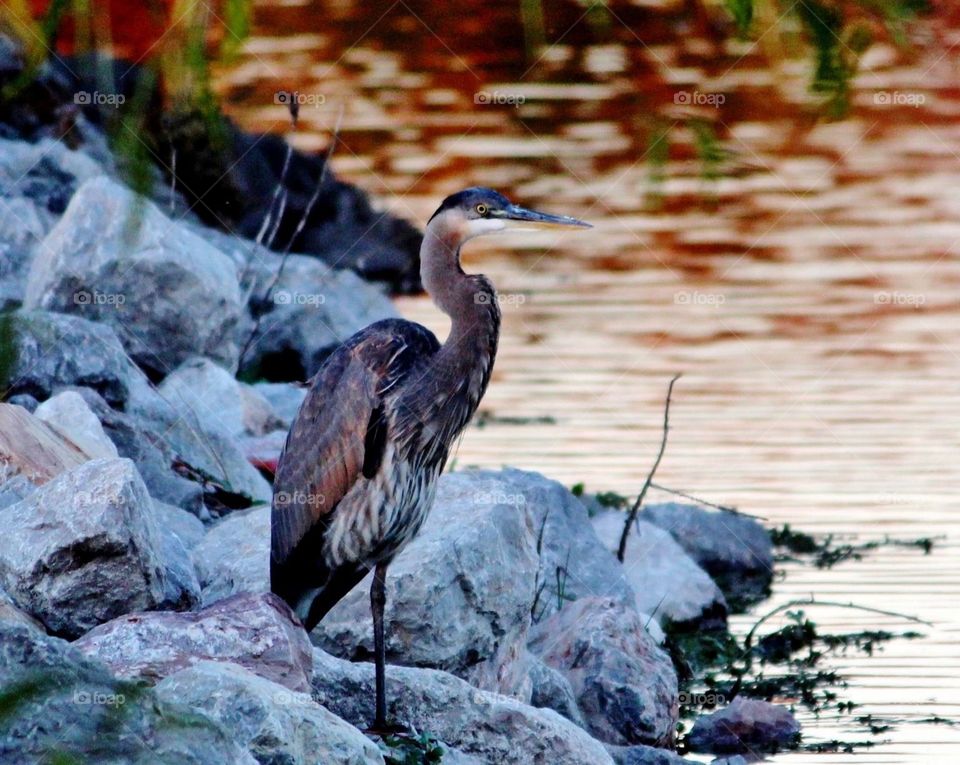 Blue Heron on Rocks 