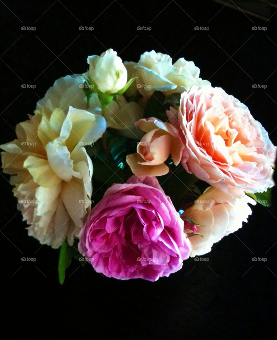 flowers roses circle beauty by robin724
