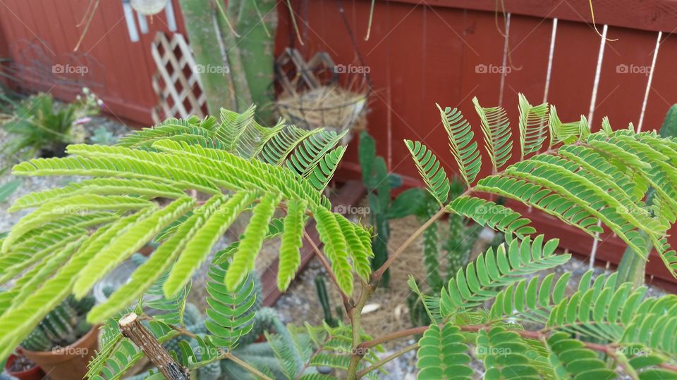 Mimosa. This is my mimosa tree