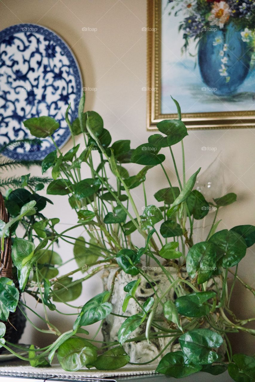 Plant at the window in the kitchen 