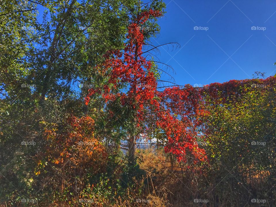 Beautiful fall colours 