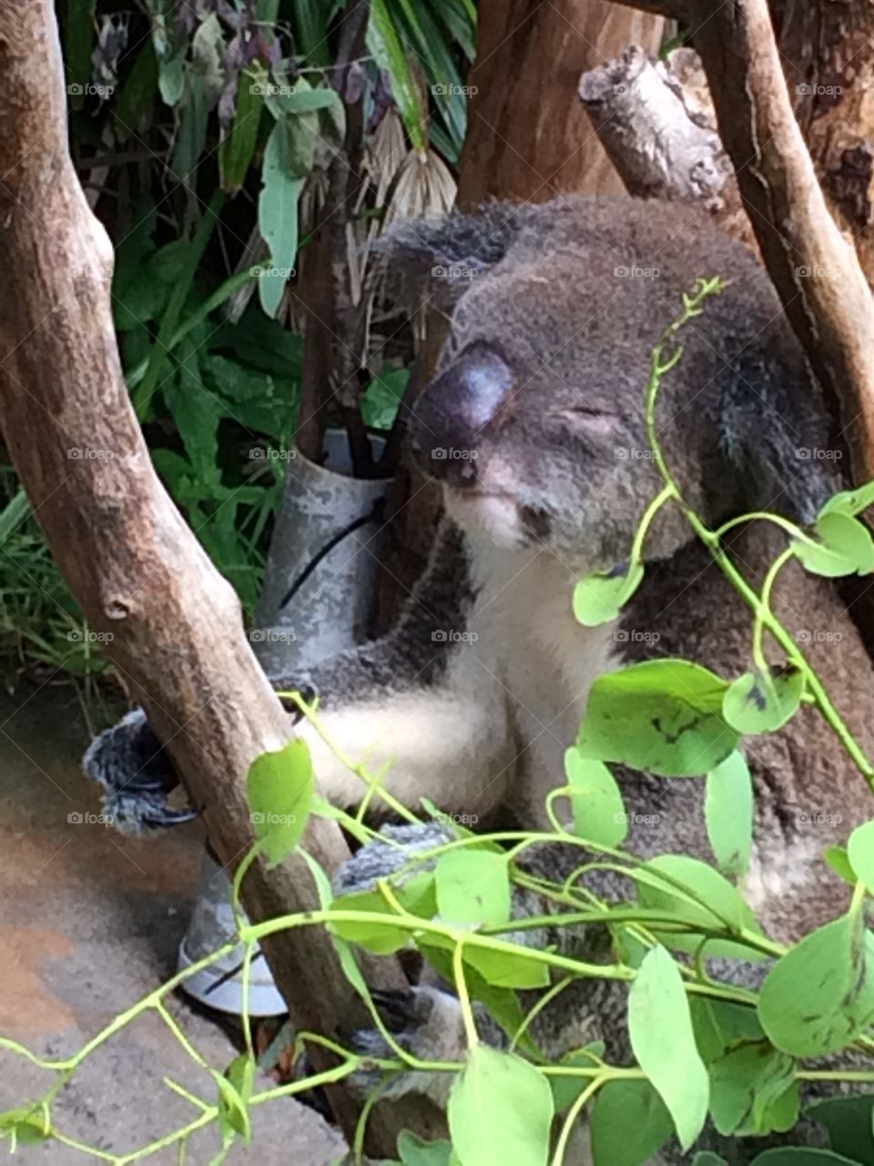 Koala in Australia 