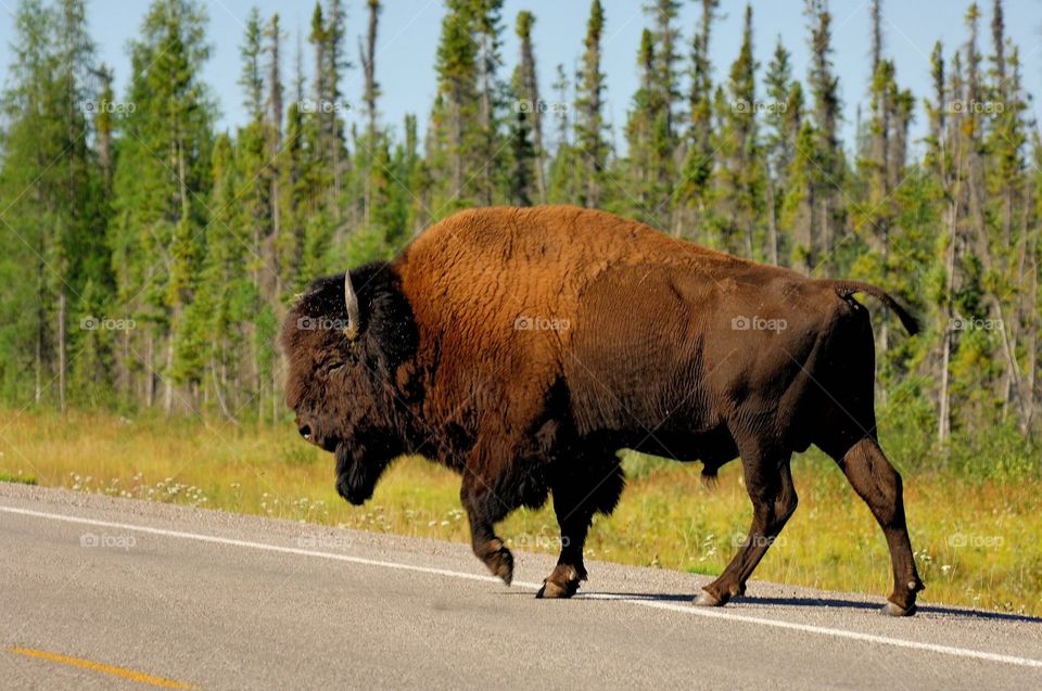 Wild bison 
