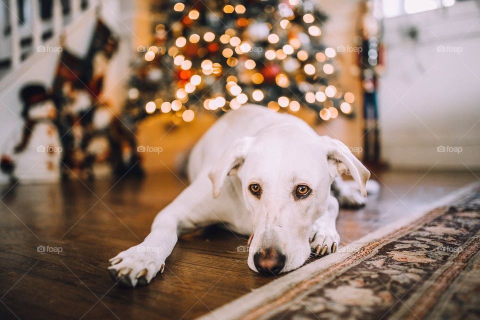 Christmas dog