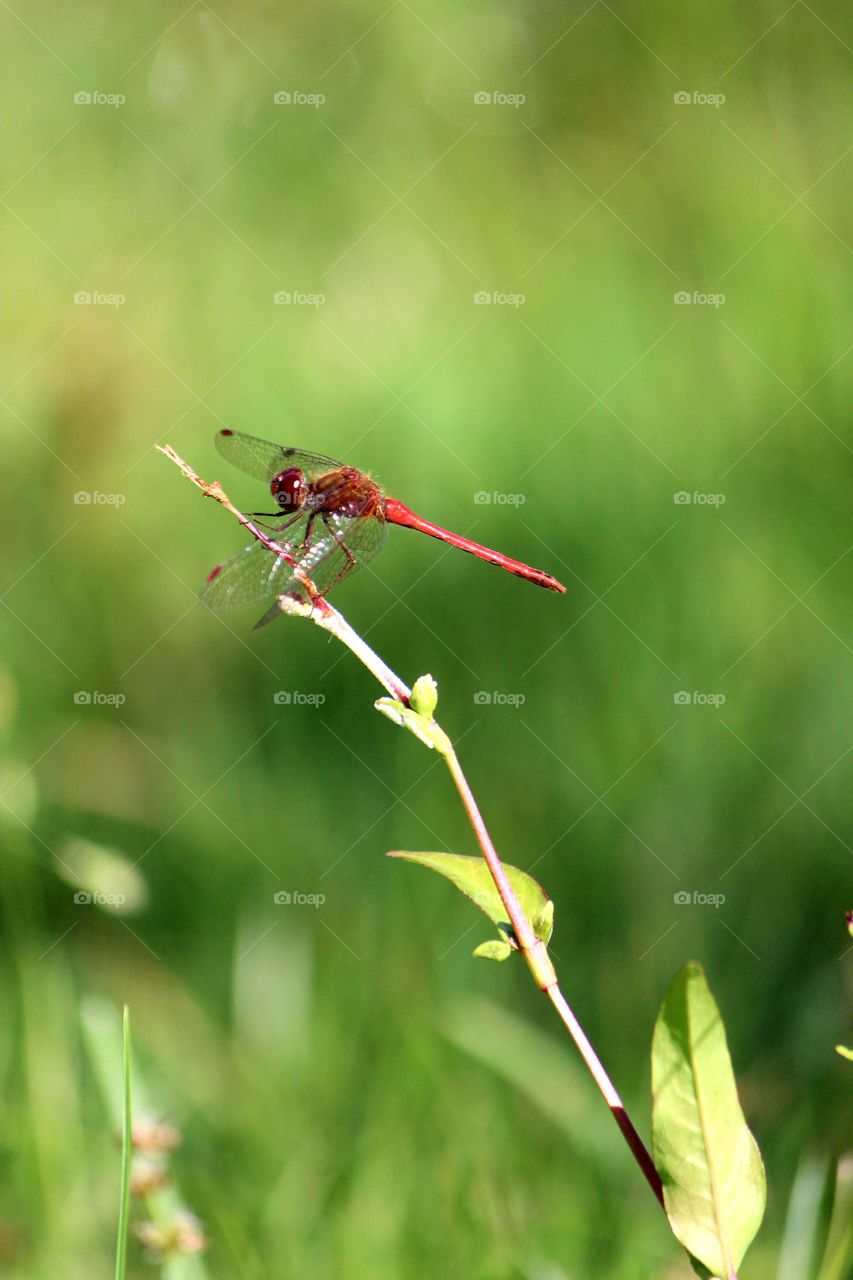 dragon fly