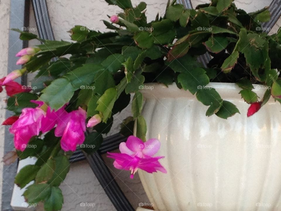 House plants in pots 