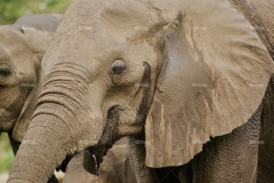 Close up shot of a gentle giant 