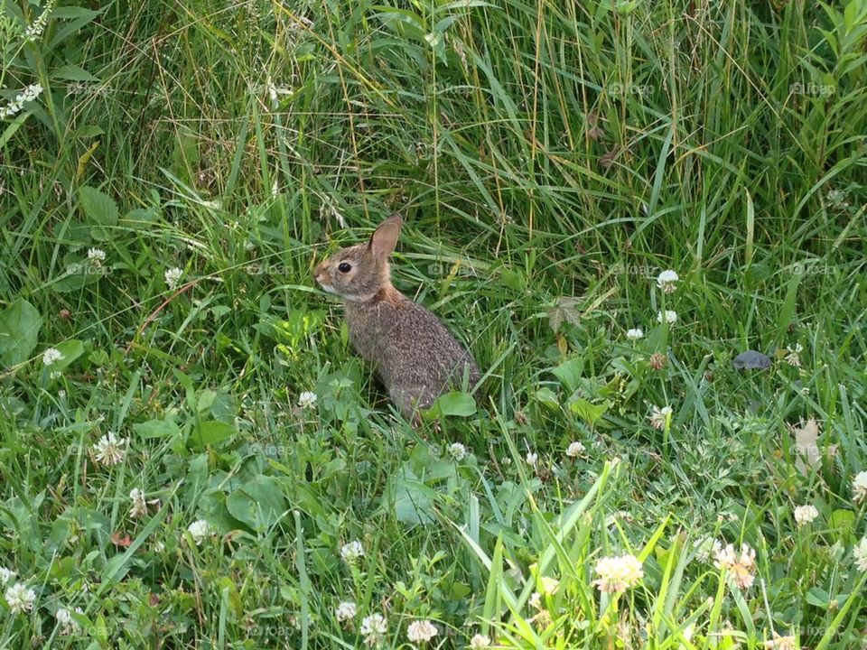 Cute small bunny