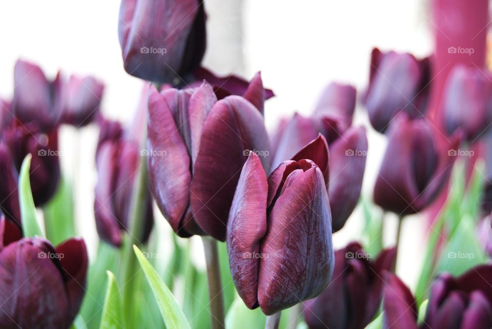 Beautiful vibrant purple tulips in Amsterdam 