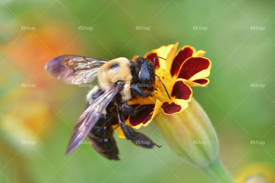 bee