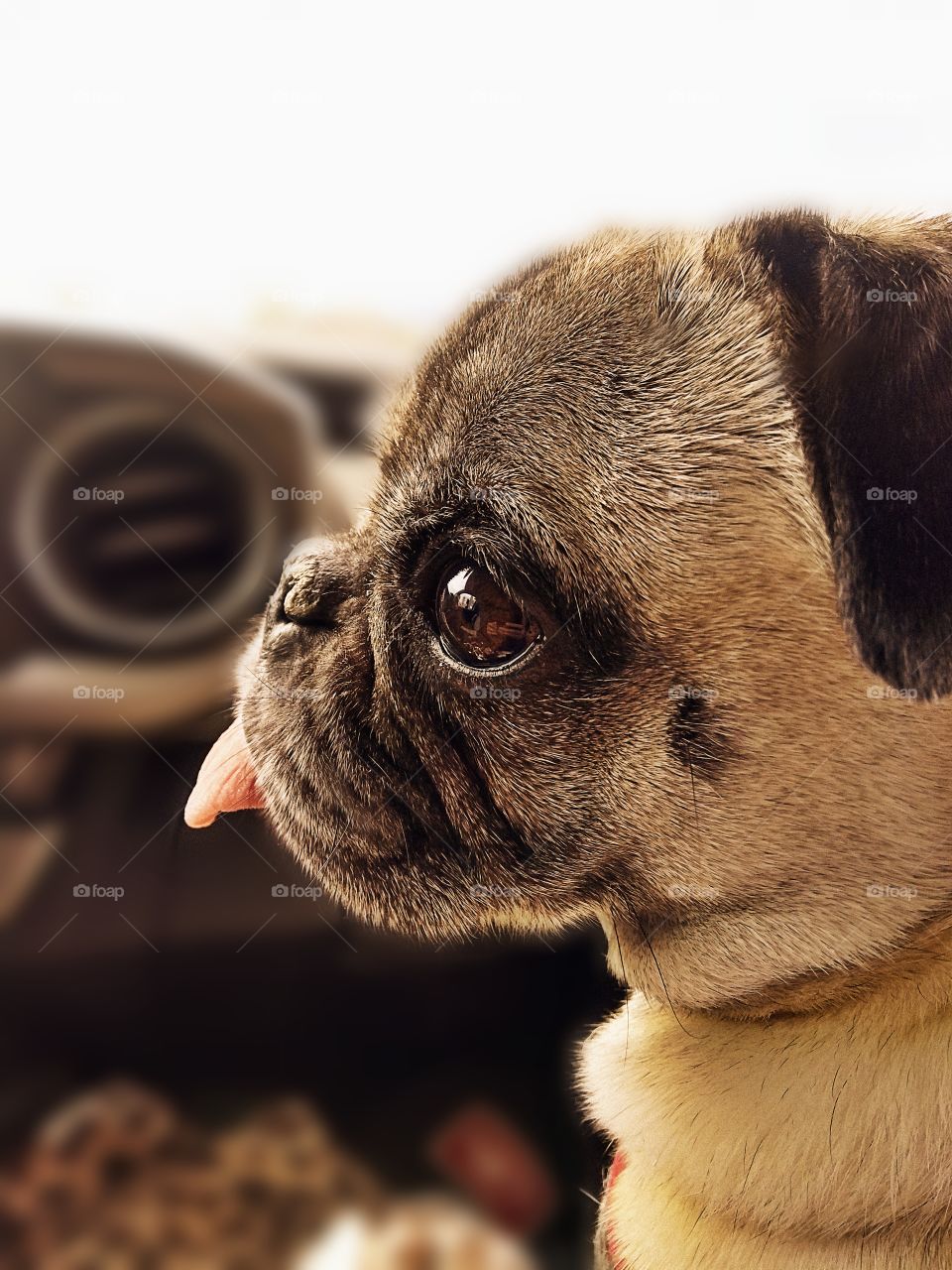 Pug, sitting front seat, looking around on a car ride