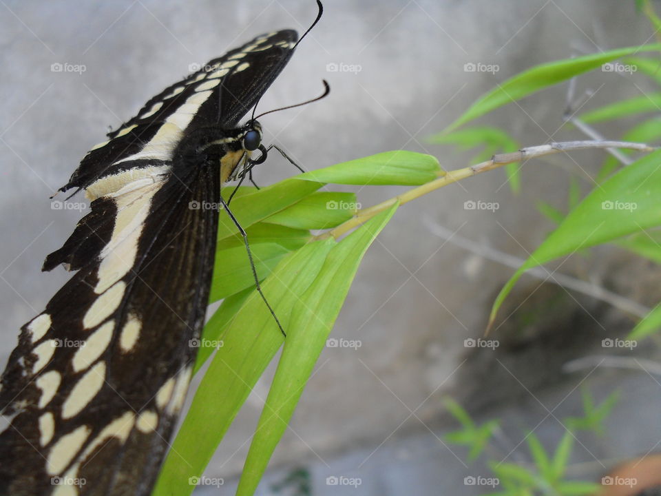 butterfly on bambu