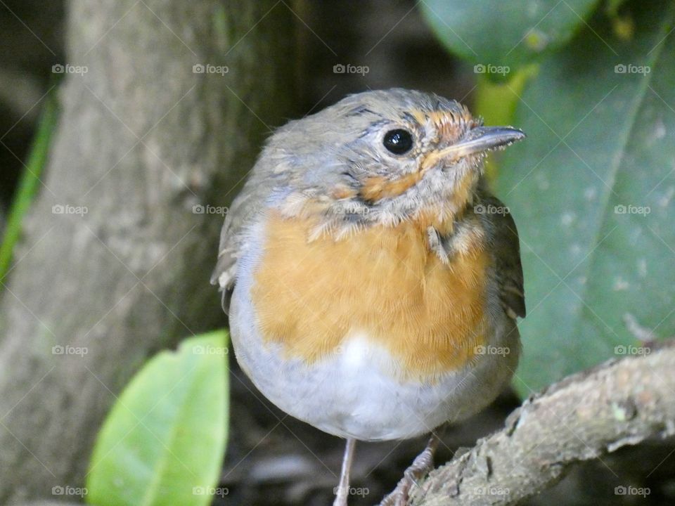 Robin under a bush