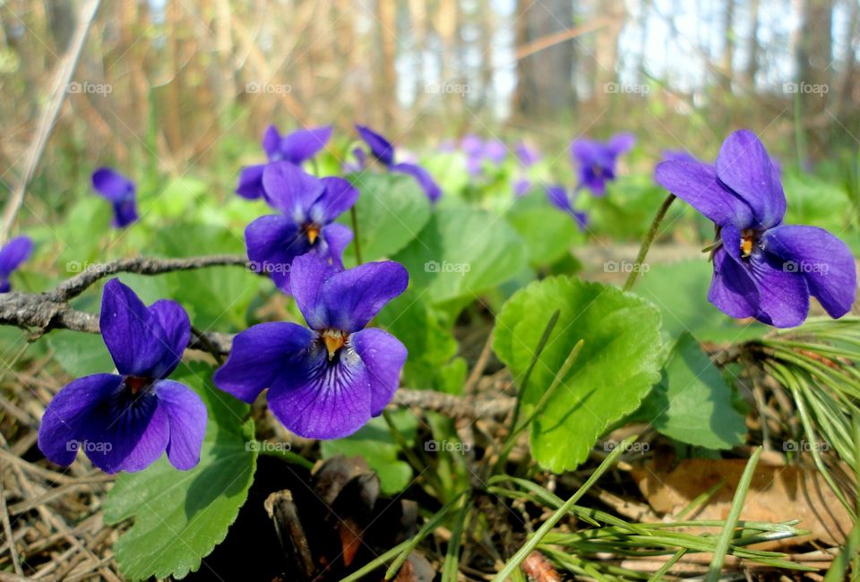 Flower, Nature, Lilac, Flora, Leaf