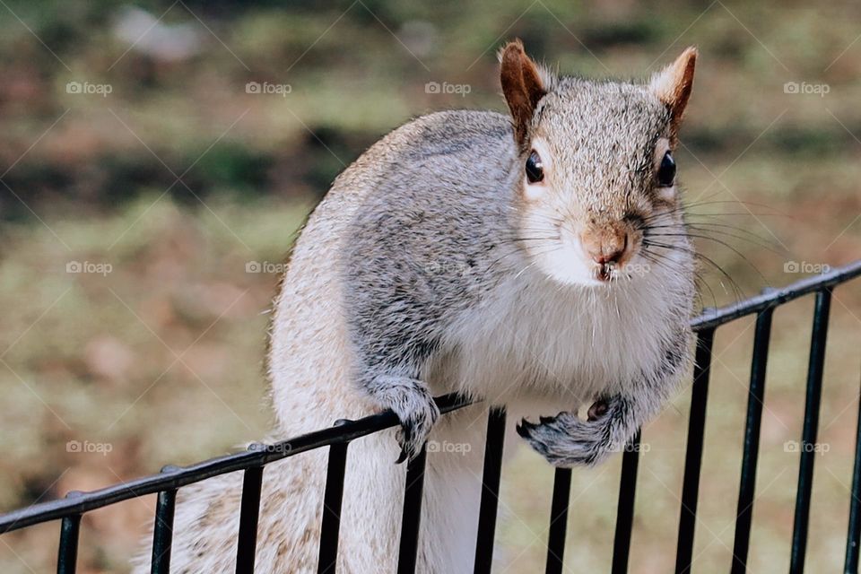 Close up of a squirrel