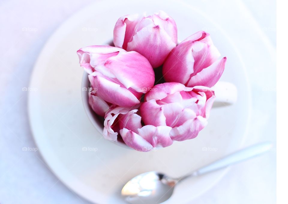 Pink tulips in a cup. Overhead shot of pink tulips in a cup with a spoon
