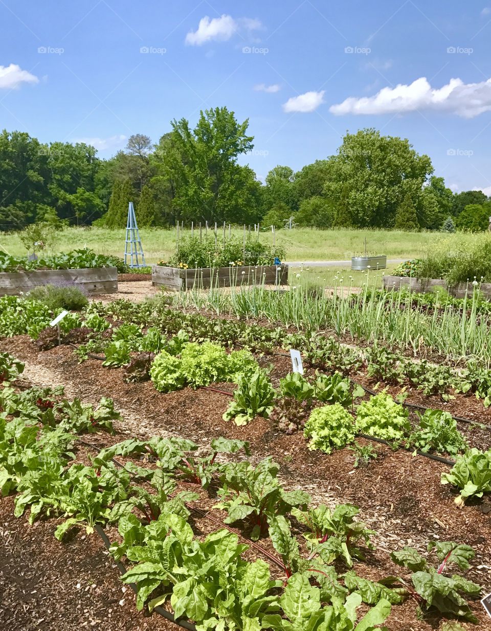 Rows in Garden