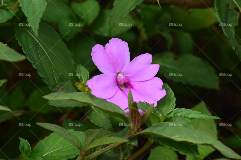 the pink flower,  nature flower