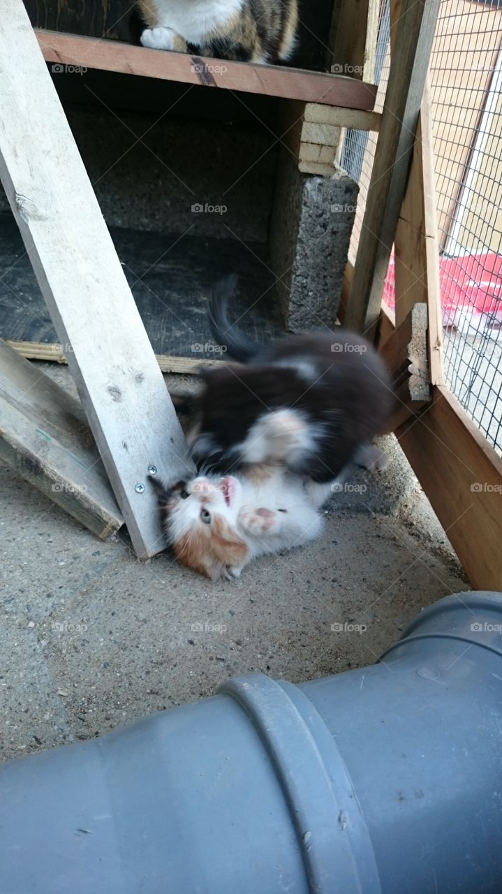 kitten play fight 