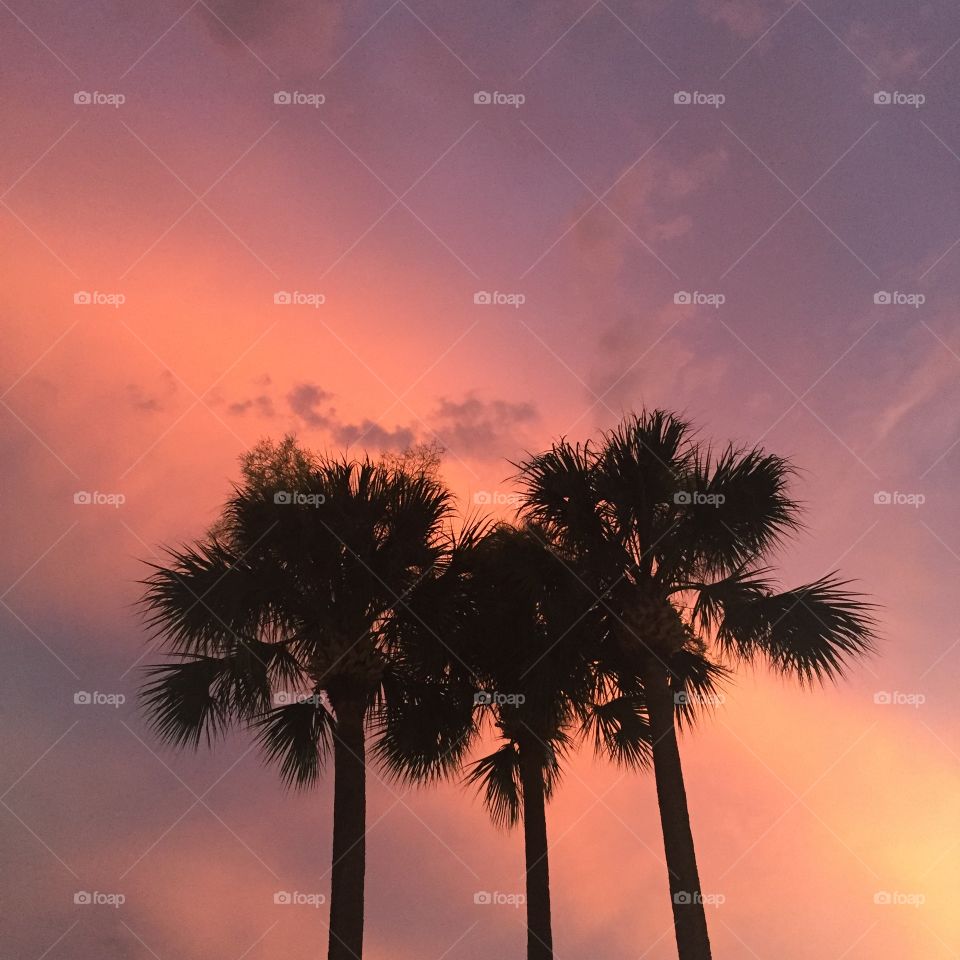 Palm sky tres
