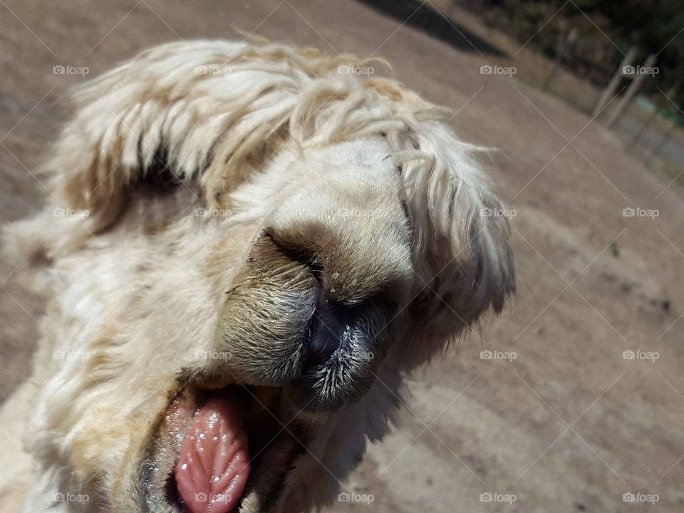 Portrait of white alpaca with open mouth