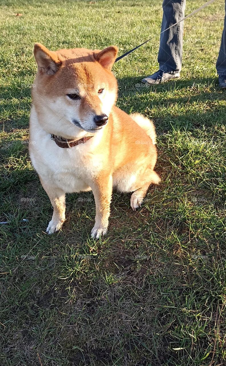 dog beautiful portrait outdoor