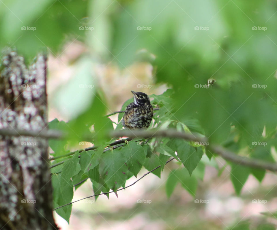 Fledgling’s First Jaunt; American Robin