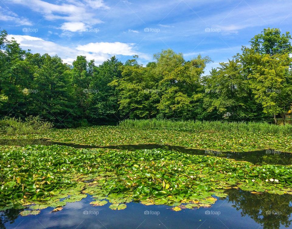 Lily lotus in the pond