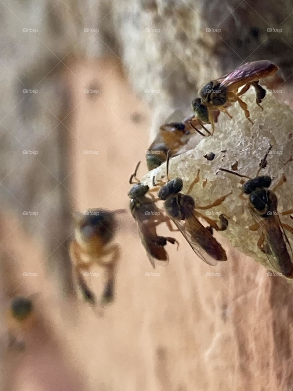 Abelhas mirim entrando na colmeia. Abelha dóceis inofensivas prontas pra fazer o mel.