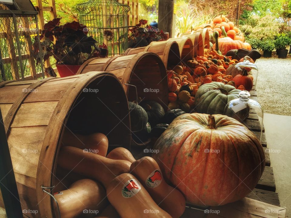 Collection of harvest pumpkins