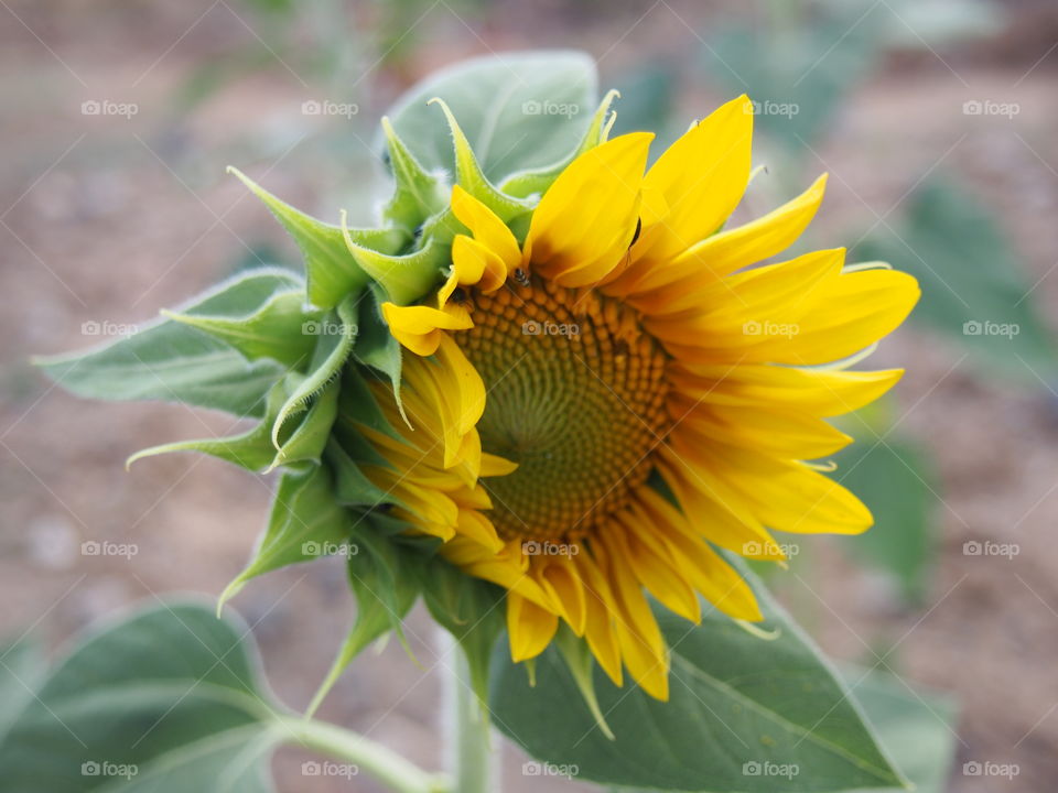sunflower