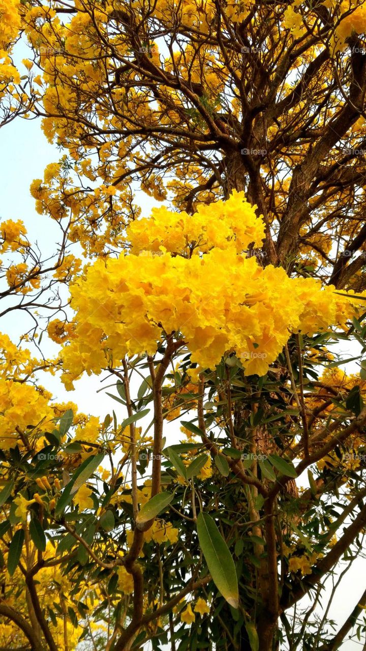 Yellow Flower, Very beautiful.