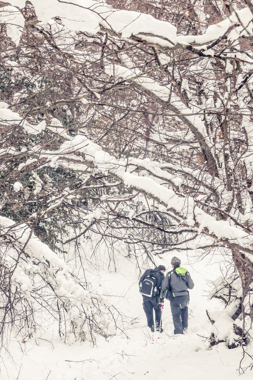 Two Men Friends Walking In A Snowy Forest Landscape With Trees
