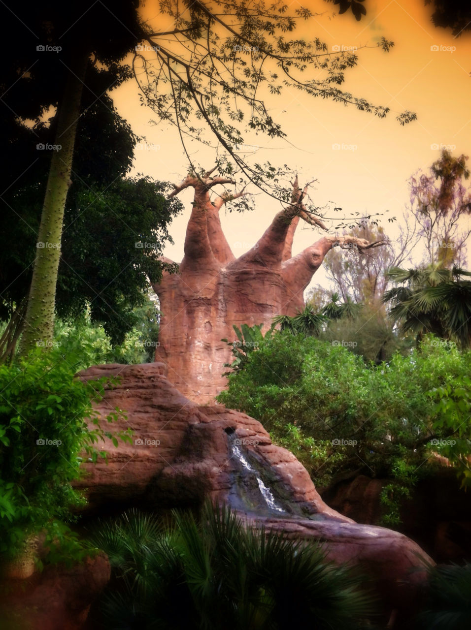 tree jungle baobab old tree by inmacasado