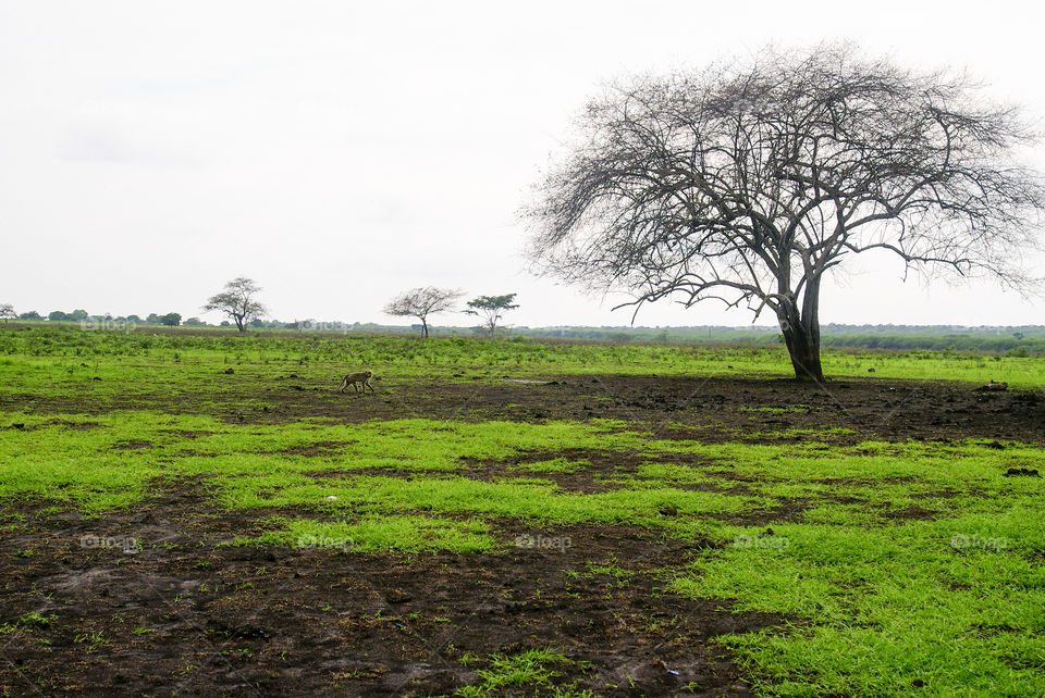 Bekol Savannah,  East Java,  Indonesia