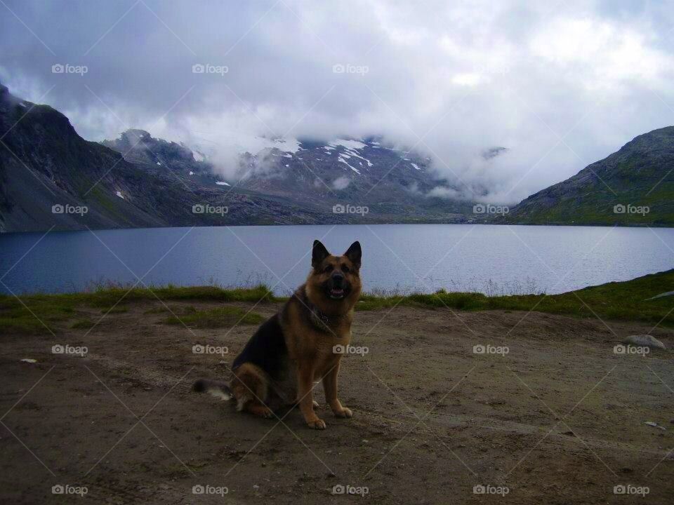 Dog in the norwegian mountains. A hikingtrip where we brought a fourlegged friend.