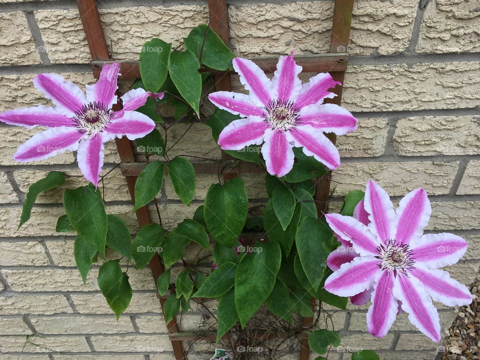 Pretty climbing clematis plant growing up trellis on the wall with striking pink and white stripes