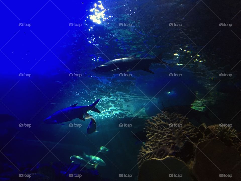 Beautiful underwater 