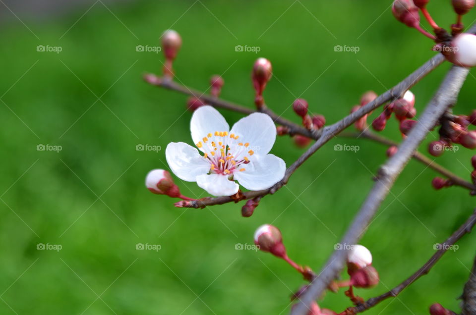 Cherry Blossoms