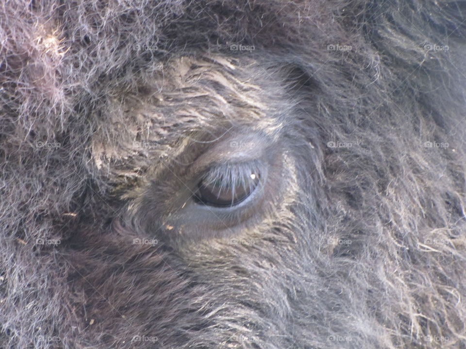 Bison eye 