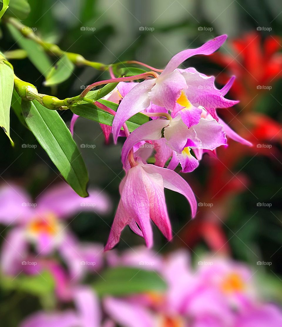 Flowers in the Butchart gardens in Victoria, Canada in the province of British Columbia. 